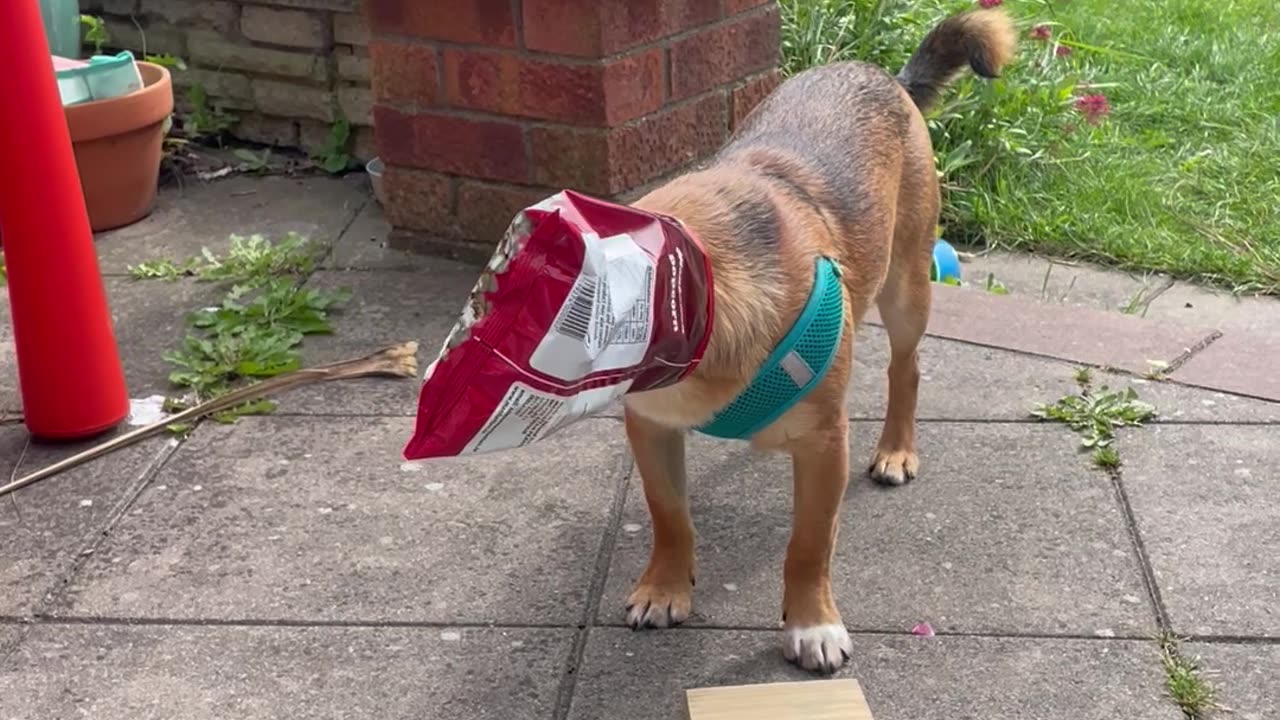 Silly Dog Caught Stealing Popcorn