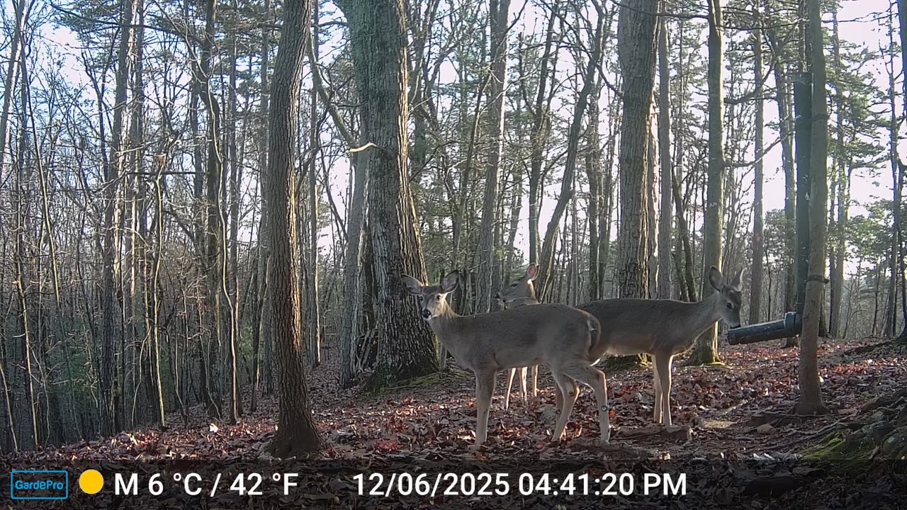 The Woods – 12/07/2025