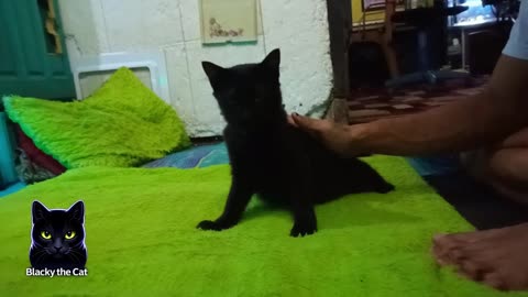 Blacky is a really black cat