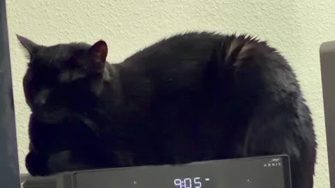 Cute Precious Piper is a Cable Box Loaf - My Adopted Shelter Cat Vlog