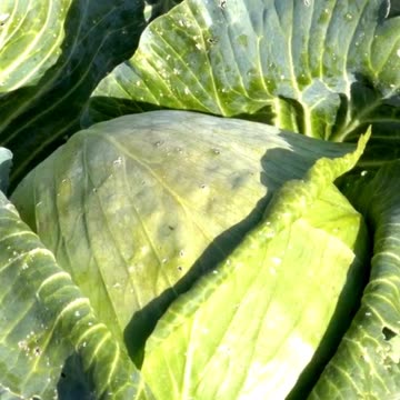 Why Cabbage Is the Garden Hero You Need