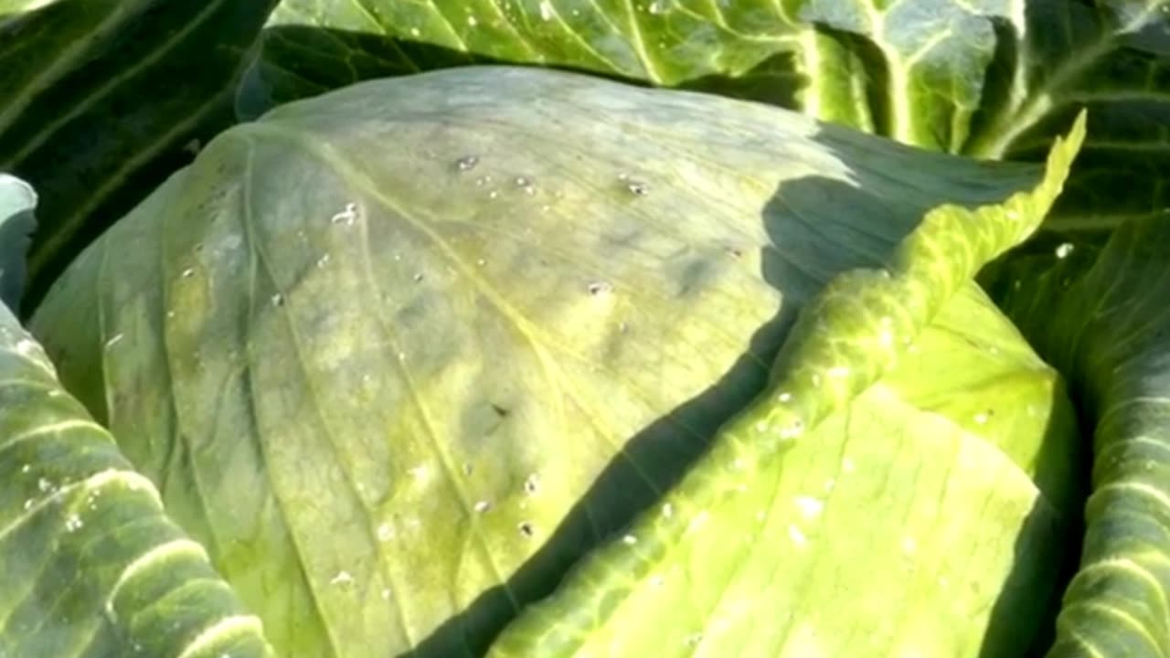 Why Cabbage Is the Garden Hero You Need