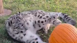 😂🐾 Watch Juno the Snow Leopard's Epic Pumpkin Battle! | FunFM
