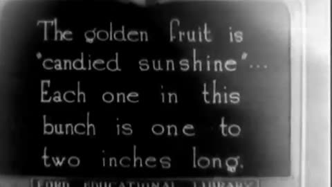 DATE PALM, THE - DATE PALM, THE - fc-fc-309