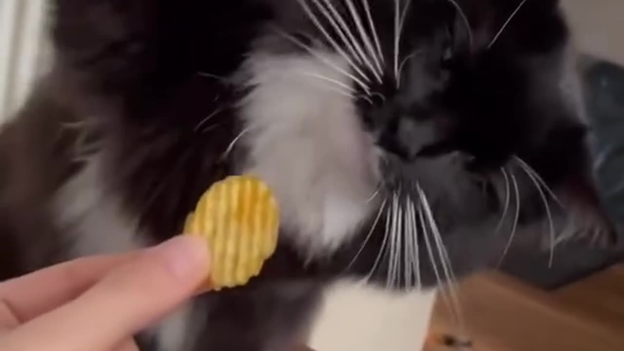Cats video compilation