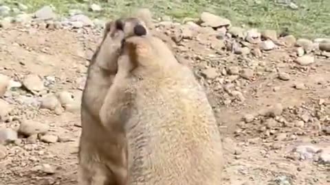 Marmot