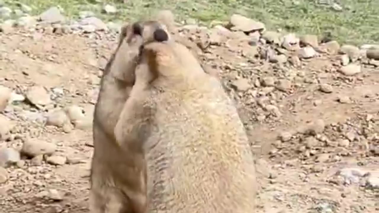 Marmot