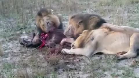 animals