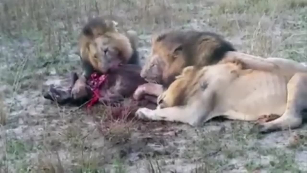 animals