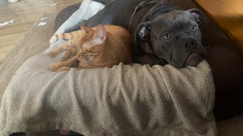 meatball & oliver