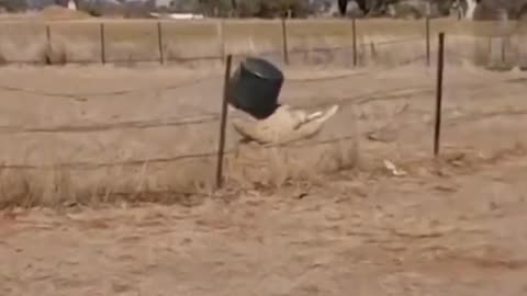 Funny animals #06