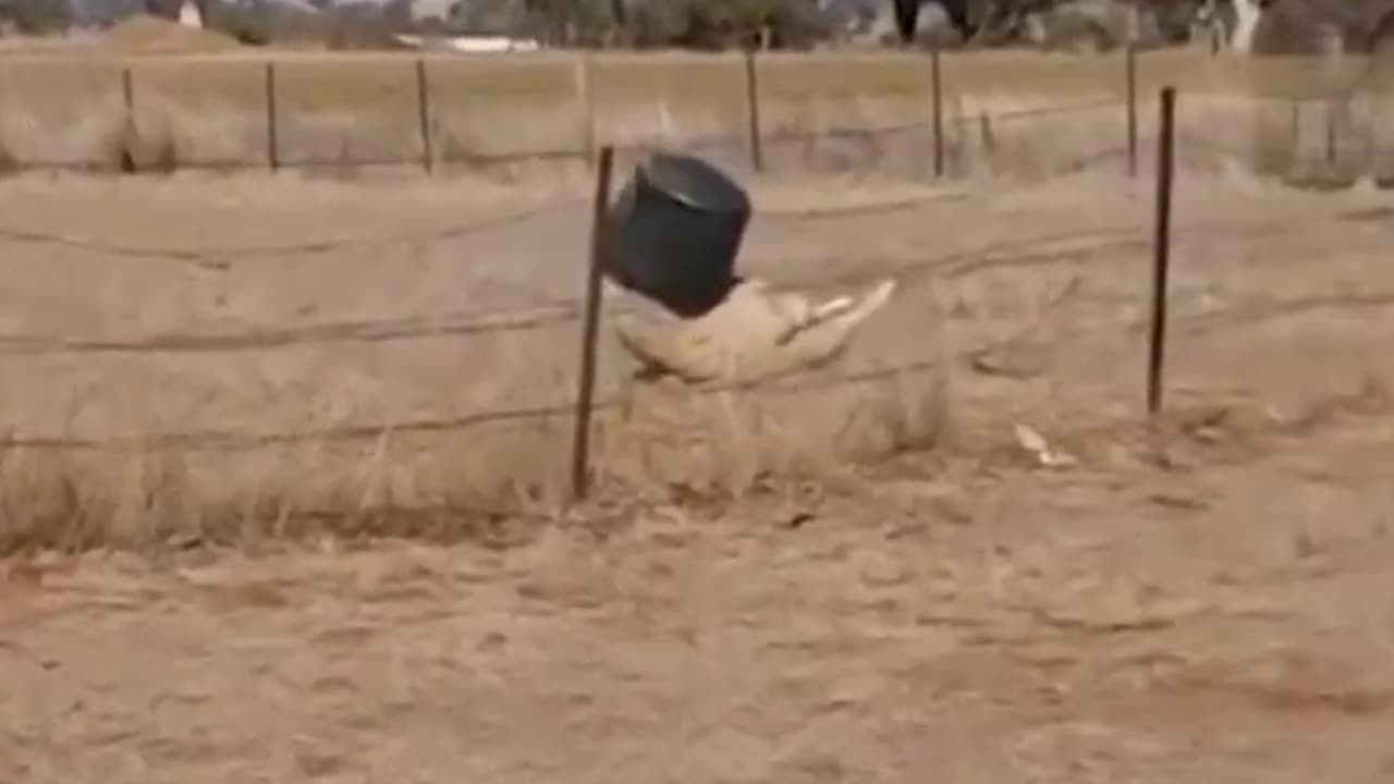 Funny animals #06