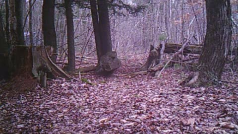 trail cam 3