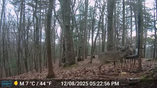 The Woods – 12/09/2025