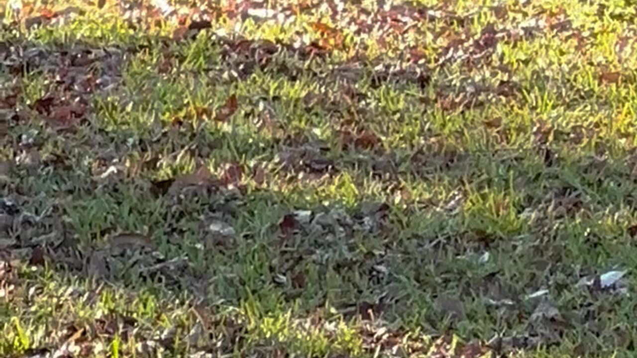 Boston Terrier Gets Stuck In Fence