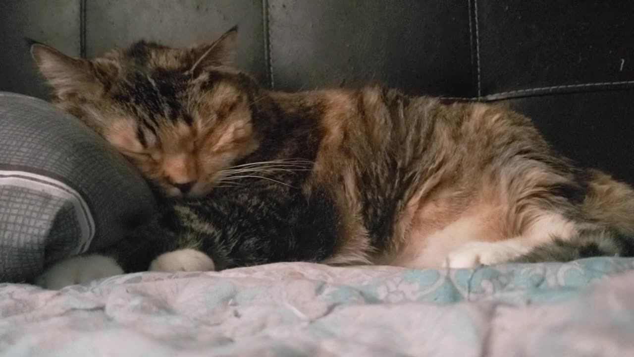 Ultimate Pillow Nap: Big Cat, Big Snooze, Relaxing ASMR Vibes