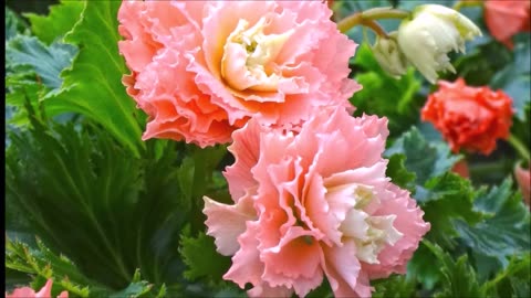 Karar Verdim İçmemeye