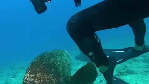 This gruffer fish is trying to steal the fisherman's catch