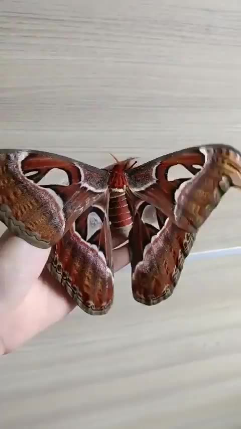 giant atlas moth has a wingspan of 9.8 in