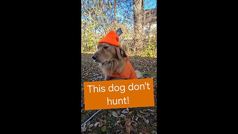 This dog don't hunt! 😂