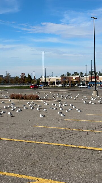 What are They doing at Walmart?