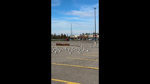 What are They doing at Walmart?