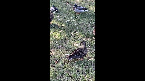 Mallard Ducks 🦆 #mallardducks #ducks #duck #subscribe #shorts #viral #trending