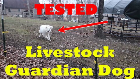 Livestock guardian dog is put to the test!