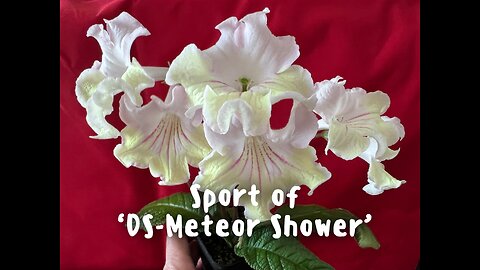 Streptocarpus sport of ‘Meteor Shower’