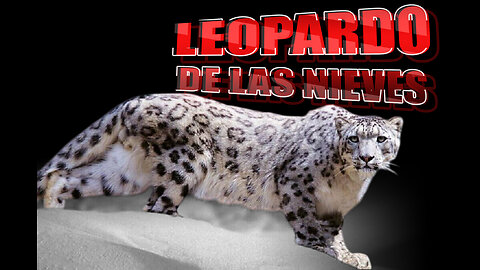 Leopardo de las Nieves: El rey de las montañas nevadas