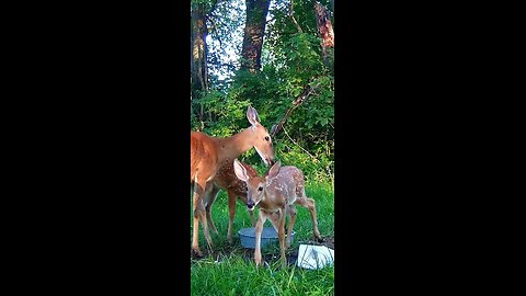 Deer Cam High Quality HQ Photos Of Doe And Her Fawns Game Cam Trail Camera