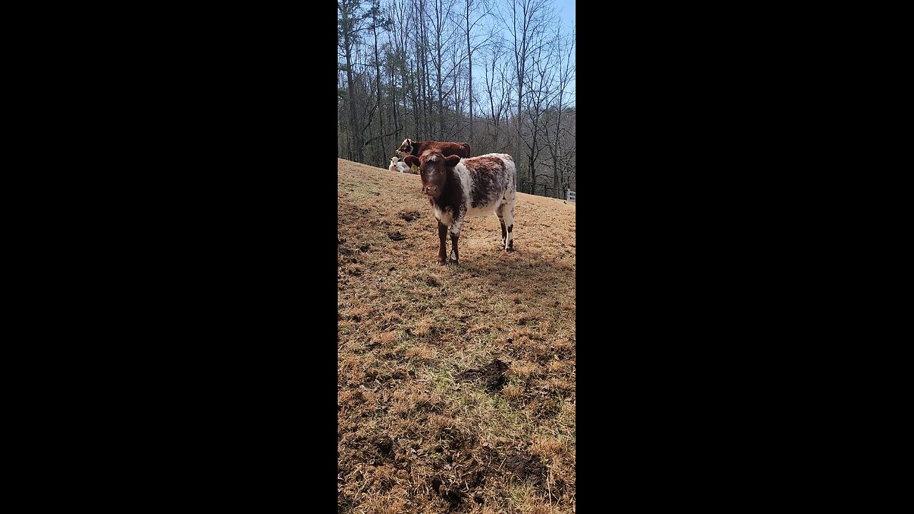 Shorthorn Plus heifers.