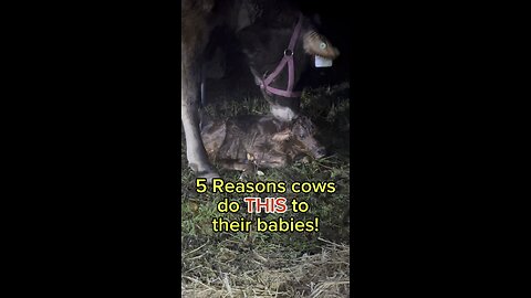 5 Reasons cows do THIS to their babies!