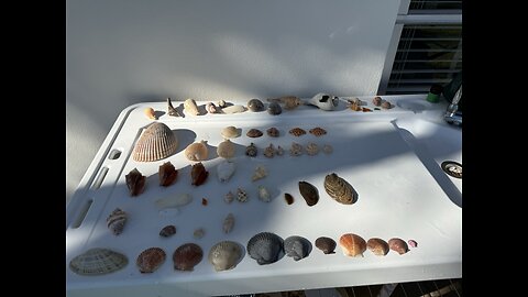 Beach Finds 1/19/2026 | 4K