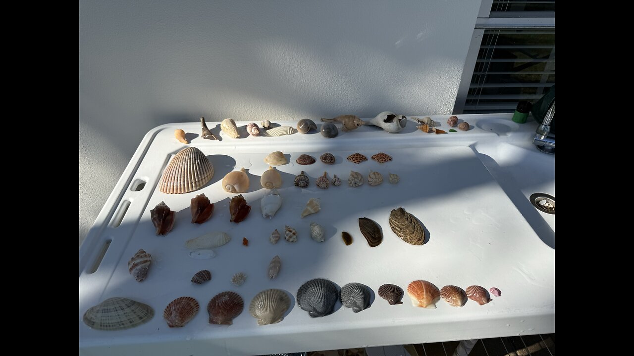 Beach Finds 1/19/2026 | 4K