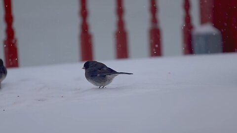 Birds in snow