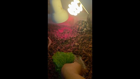 East hermann tortoise