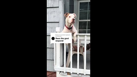Dogs