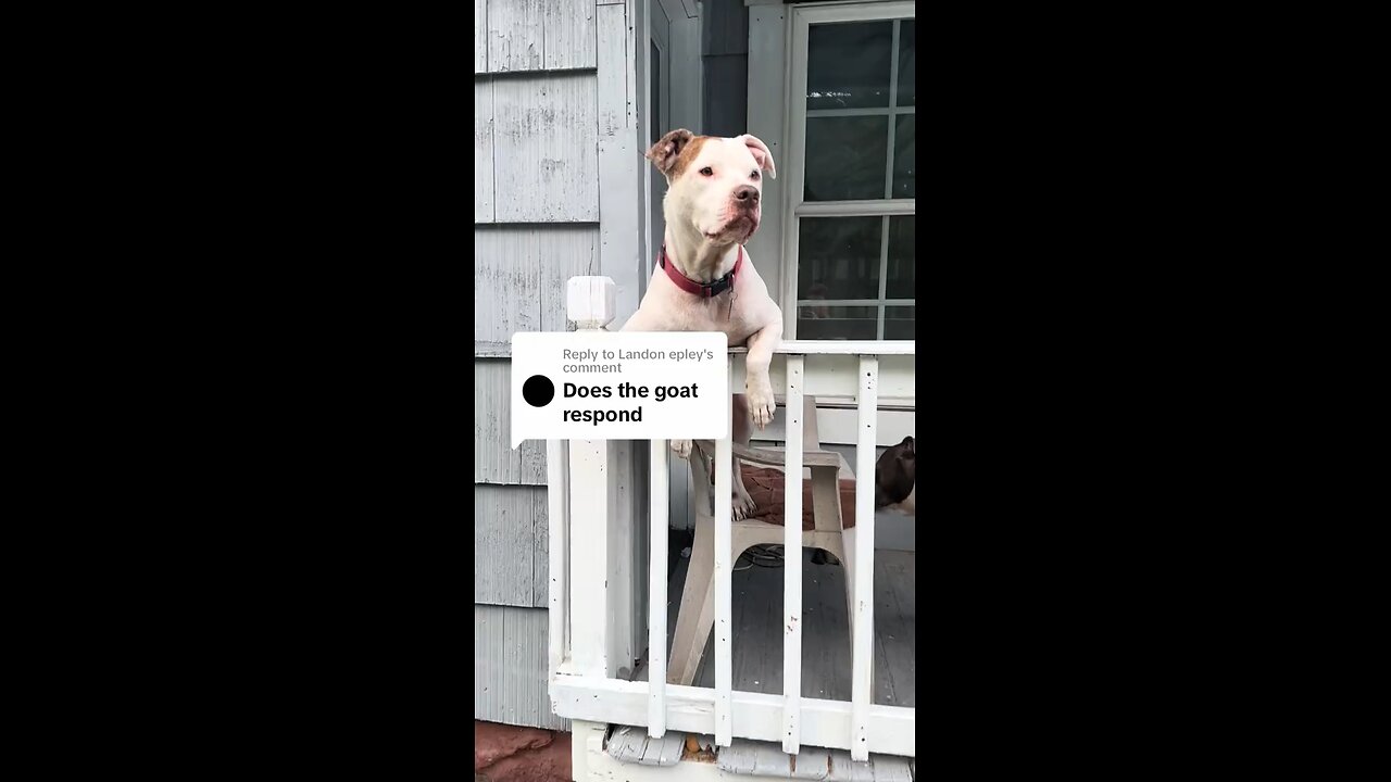 Dogs