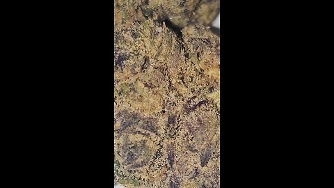 Azztecmedia Reviews LOT420 AAAA RIPPED OFF RUNTZ #medicalcannabiscommunity #review #lot420