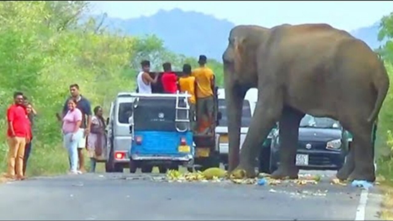 People So Coles To Danger's Wild Elephant #elephant #elephantattack #wildelephant