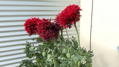 🌺🌺 Bloom 🌺🌺