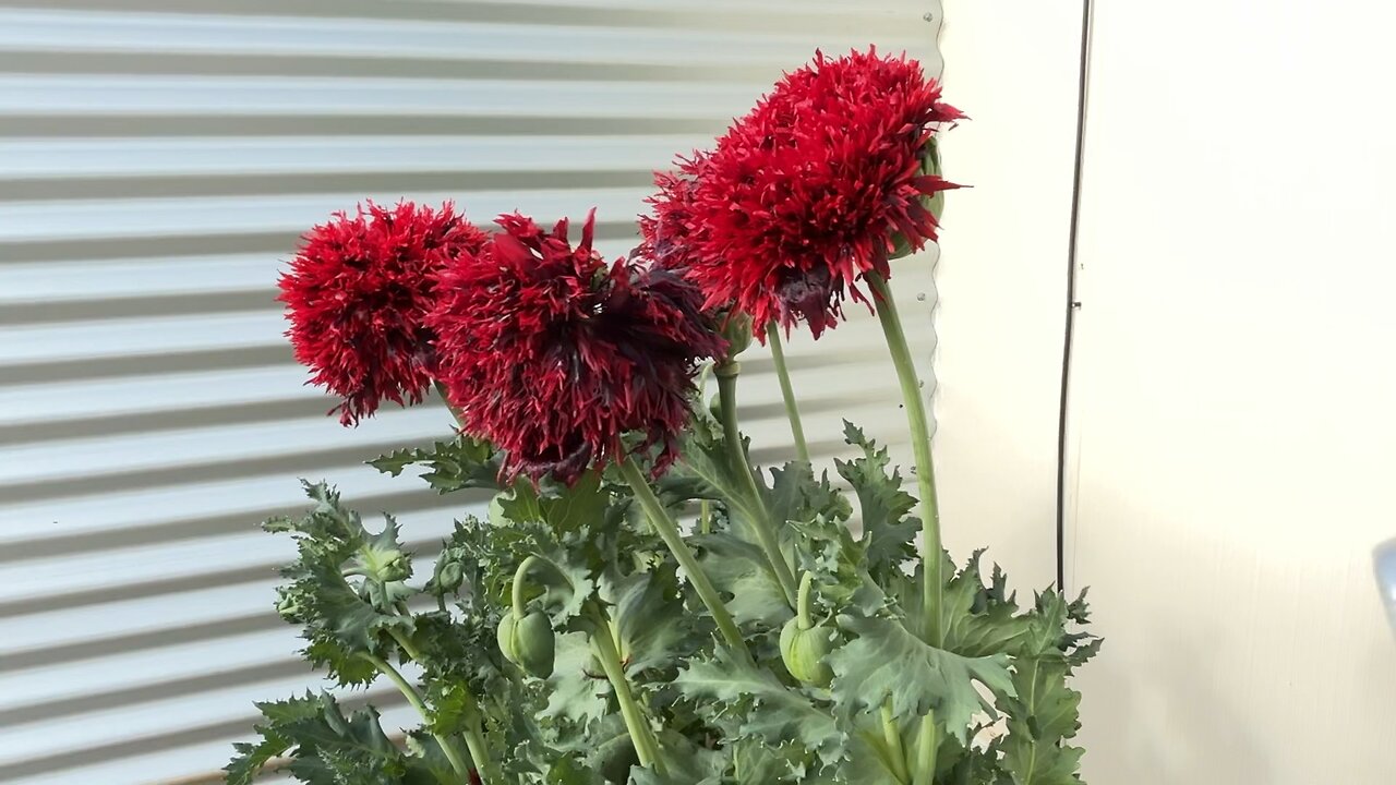 🌺🌺 Bloom 🌺🌺