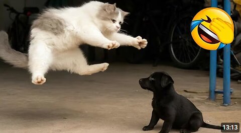 Funny ANIMALS videos 😂 | Funniest Cats and Dogs 2025 🐶😼