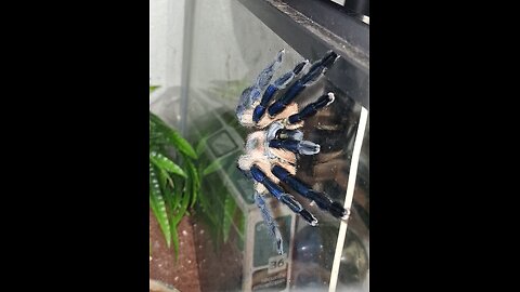 tarantula talk