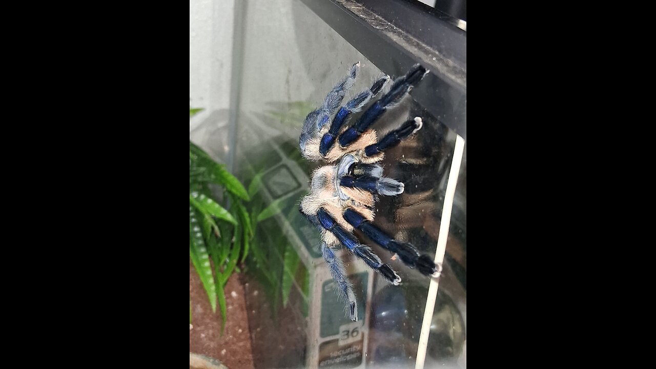 tarantula talk