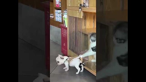 funny cats and dogs
