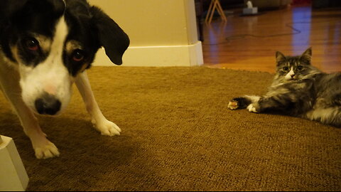 Dogs are CONFUSED by CAT SOUNDS versus REAL CATS