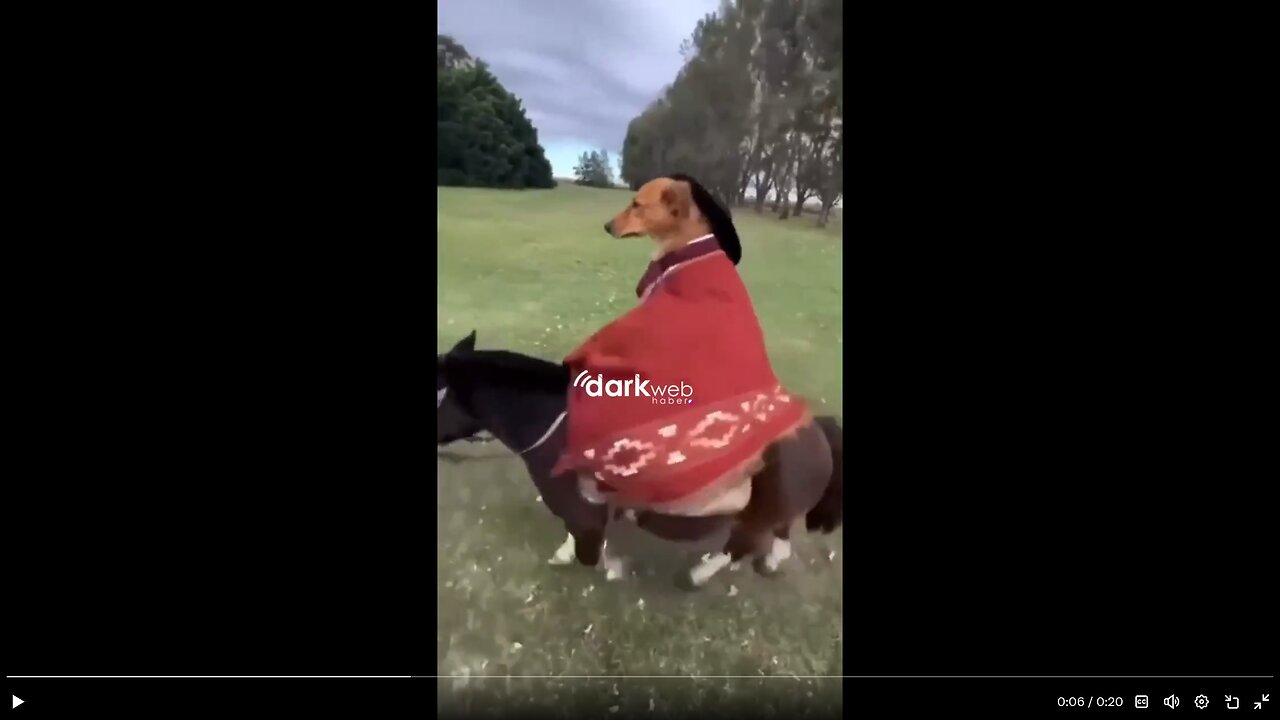 Dog riding fat pony. Next up: Hippo helps dolphin swim