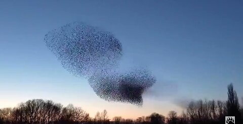 MURMURATION - THE DANCE OF THE STARLINGS - (SPECTACULAR!!!) 😍
